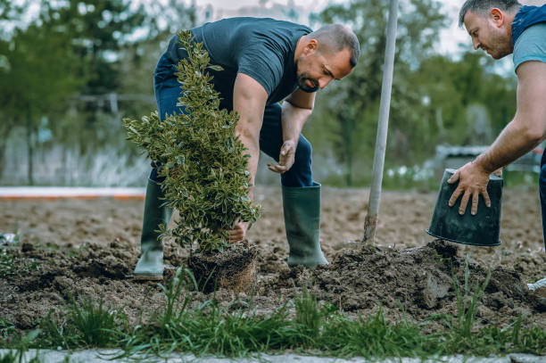 Best Affordable Tree Service  in Frederic, WI